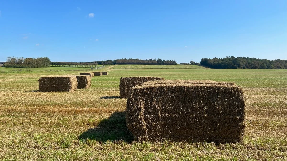 Det er bedre at lade halm afløse kul eller gas på kraftvarmeværker eller at bruge den til biogas eller pyrolyse, end det er at lade den blive på marken. Det er én af årsagerne til, at klimaeffekten af pløjefri dyrkning er begrænset. Foto: Kasper Stougård 