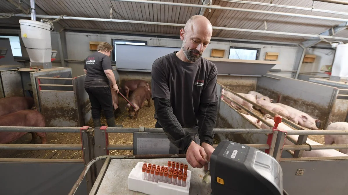 Det avlstekniske arbejde slår igennem i praksis ude på staldgangen. PR-foto: DamBred