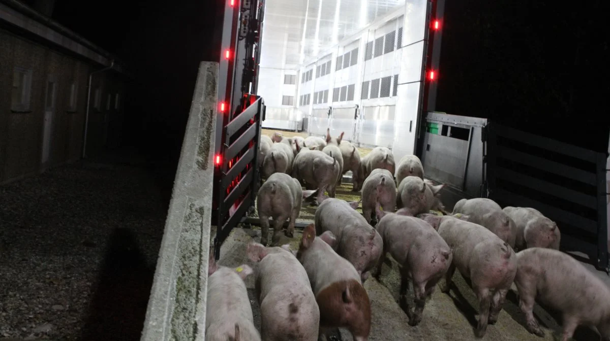 Billedet har ikke noget konkret med problemstillingen at gøre. Arkivfoto: Anne Wolfenberg