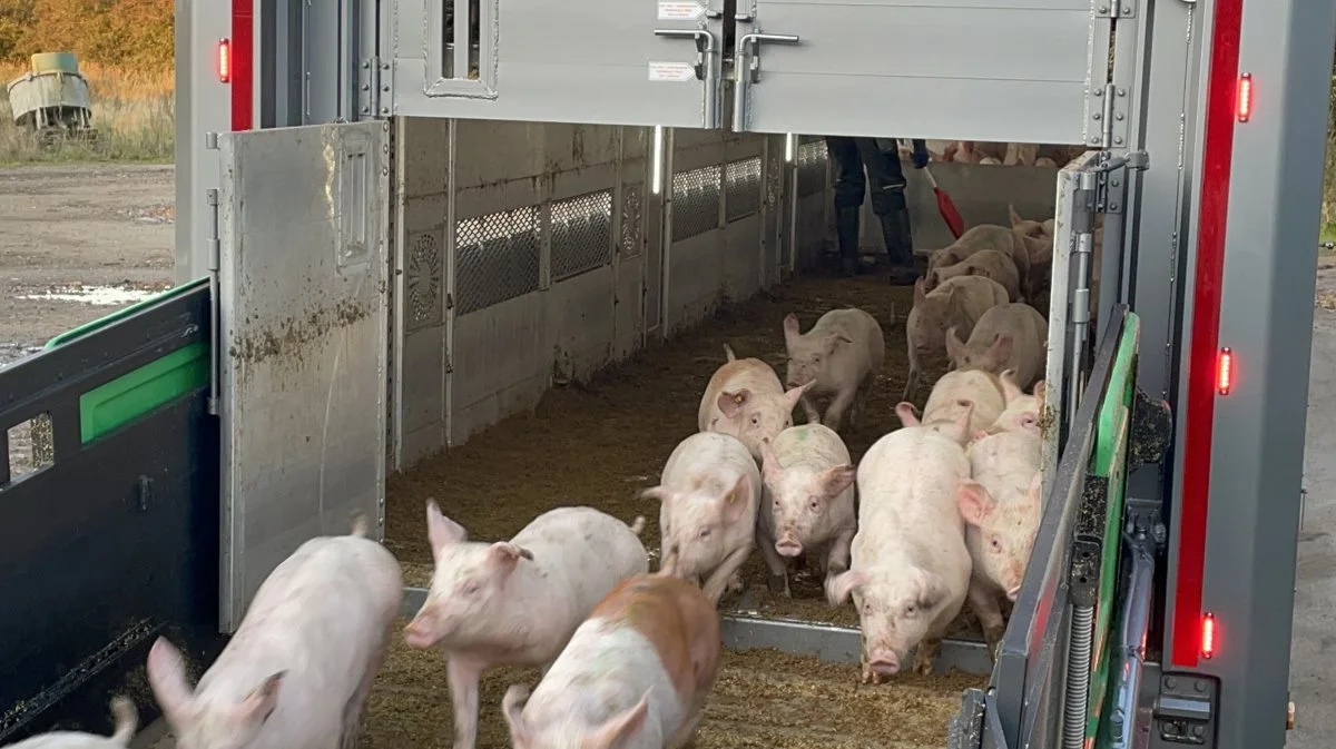 Myndighedernes kontrol med dyretransporter til udlandet er blevet skærpet efter politiske forlig i 2018 og 2020. Arkivfoto: Anne Wolfenberg