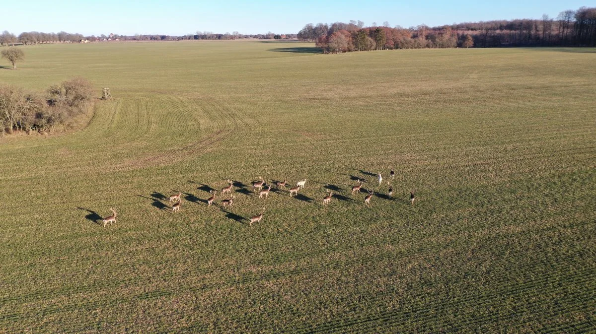 - Kronvildt og gæs – det galoperer der op ad, fordi de trives på landbrugsland, siger Claus Lind Christensen, som er formand i Danmarks Jægerforbund. Foto: Per Jørgensen