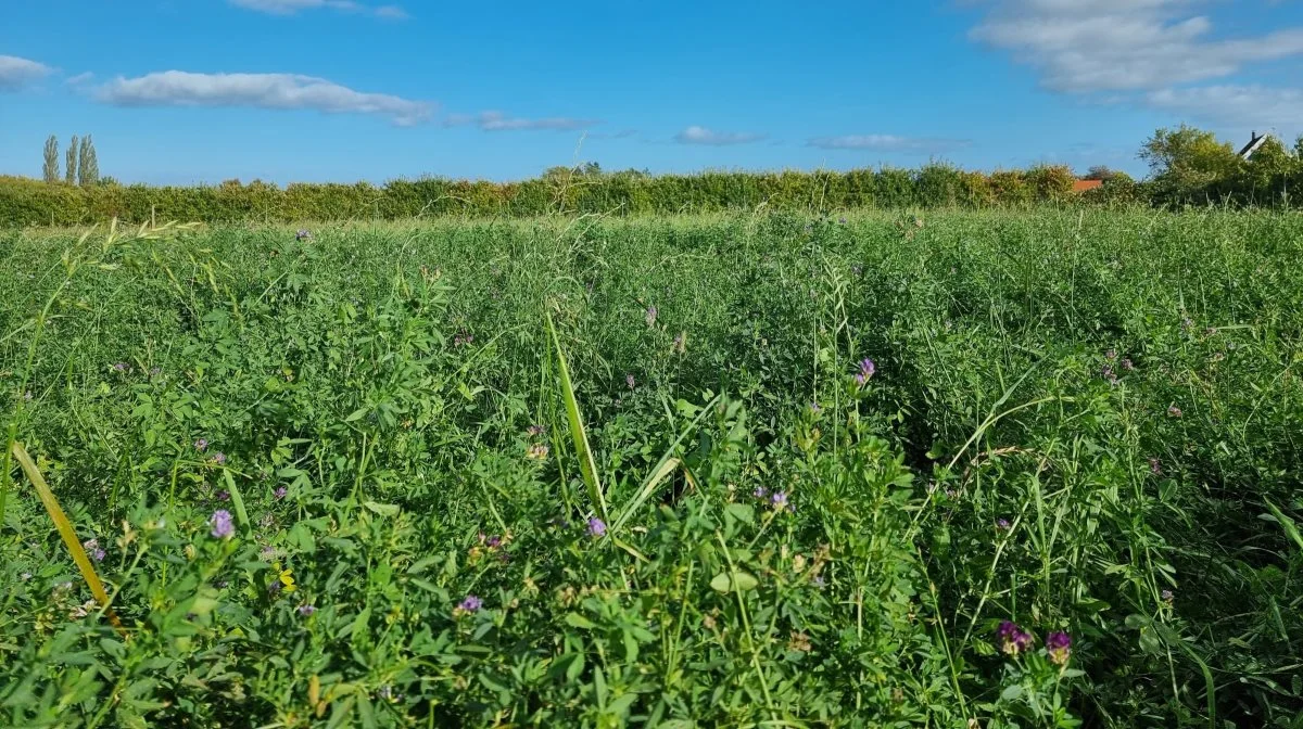 Nær Guldborg på Lolland har Green-Passion benyttet sig af kompostkoncentratet Quaterna, hvor resultaterne indtil videre ser meget lovende ud. Fotos: Anders Lei