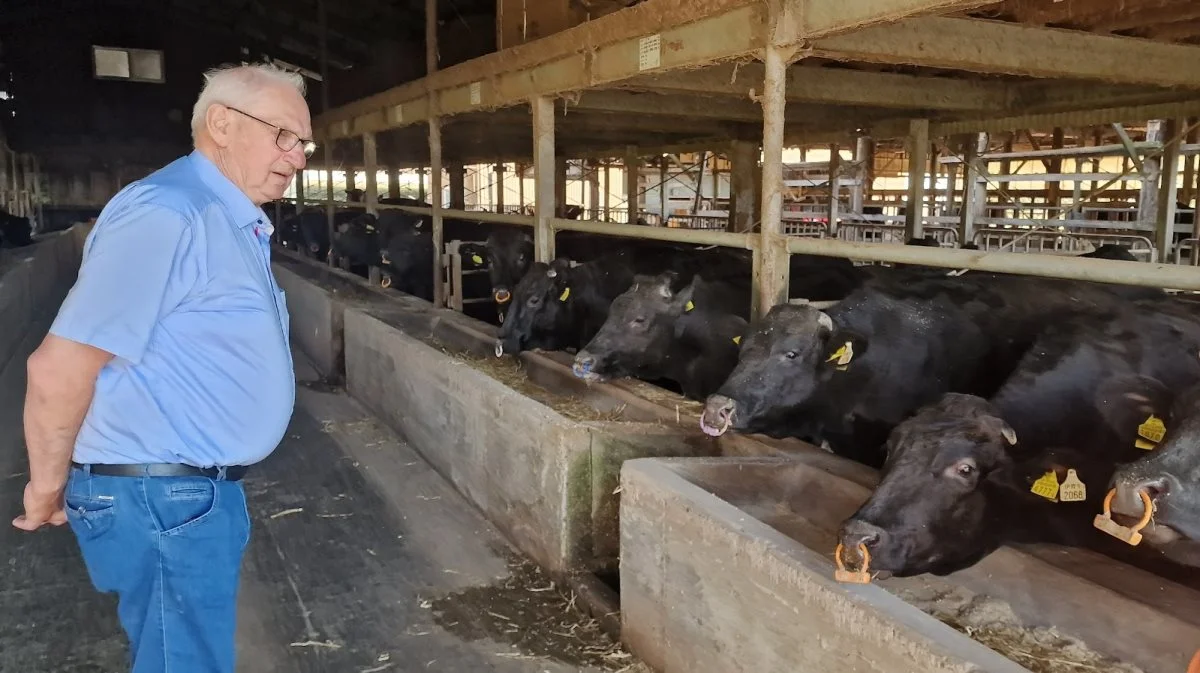 Jens Petersen Bech fra Skærbæk, der selv er kvægmand i Jylland, studerer de kostbare wagyu-stude, som den japanske landmand sælger til slagteriet til i gennemsnit 62.000 kroner stykket.