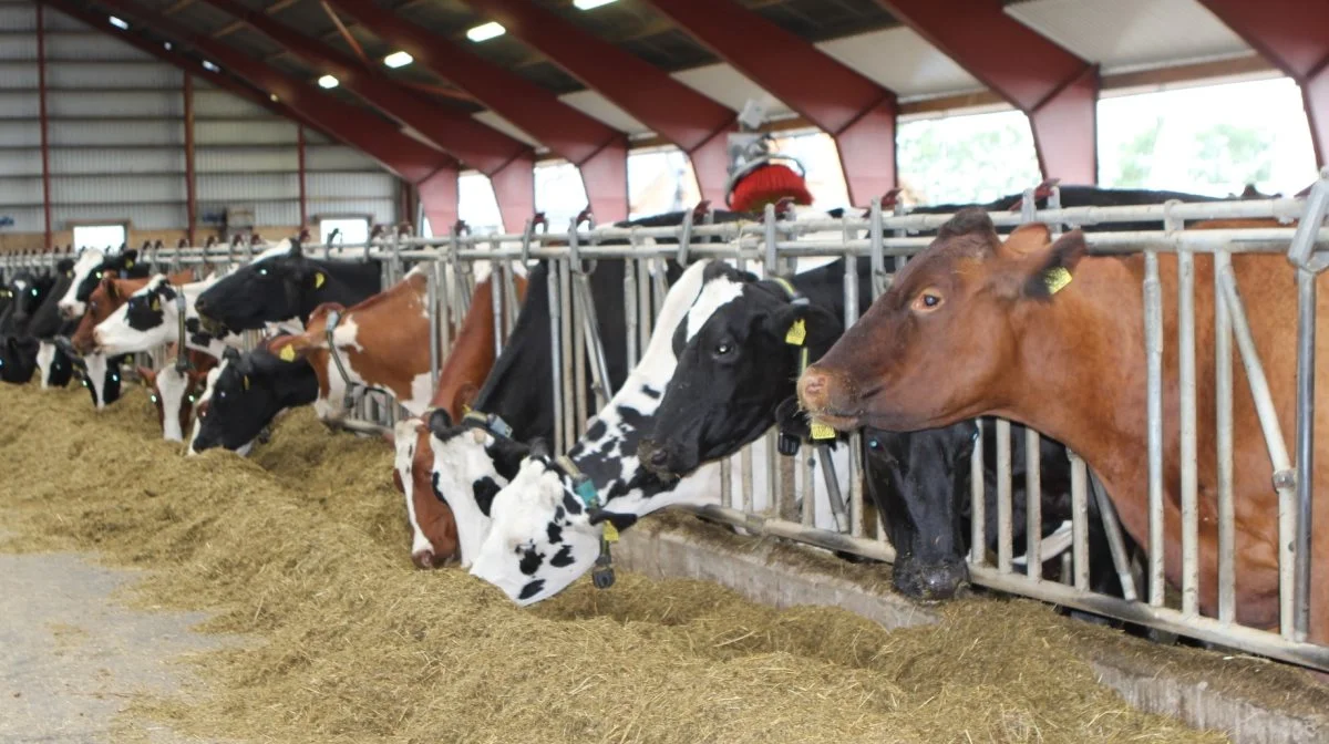 Undersøgelsen viser, at danskernes billede af dansk mælkeproduktion ikke altid svarer helt til virkeligheden. 35 procent af de adspurgte tror således,
at de fleste køer i Danmark står i en bindestald, mens det reelt kun gælder få procent af køerne. Arkivfoto: Line Brusgaard