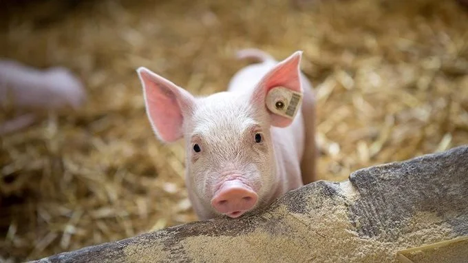 Med Pigs365 er der blandt andet mulighed for løbende at følge udviklingen i produktionen og optimere og justere, når tilvæksten falder, eller når foderforbrug og dødelighed stiger. Foto: Pigs365