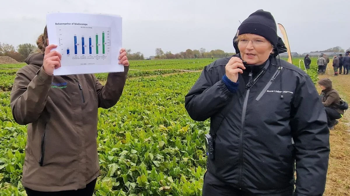 - På NBR startede vi i 2017 med at registre cercospora, og her frem til 2023 er der fundet stadig mere i roerne, fortæller Anne Lisbet Hansen, NBR. Bag papiret gemmer Mette Andersen fra Nordic Sugar sig. Fotos: Jørgen P. Jensen