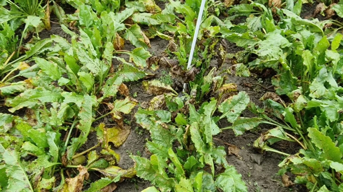 Der ses i stigende grad angreb af svampen cercospora-bladplet i de danske sukkerroemarker. Det gør svampesprøjtninger endnu mere rentable.