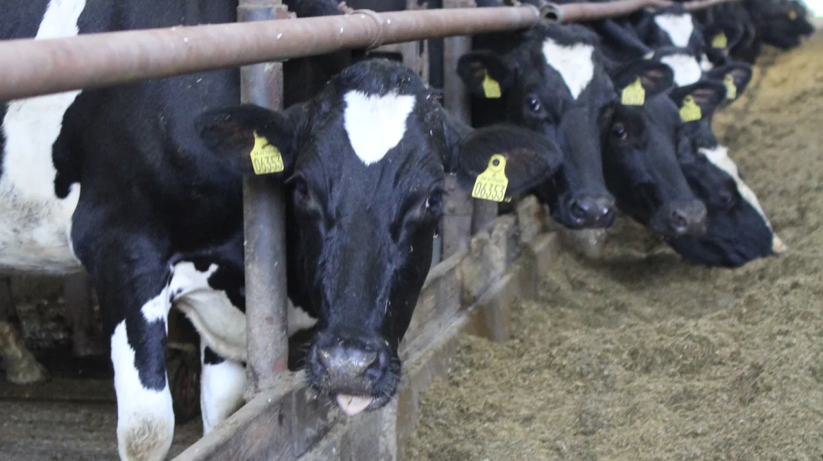 Køerne på Kyvsgaard kvitterer for den stabile fodring med 11.500 kg EKM.