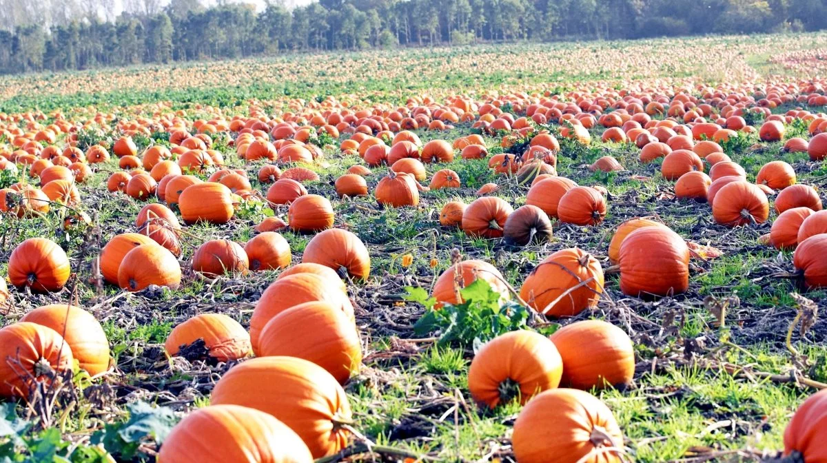 Halloween-traditionen blev sandsynligvis ført til USA af efterkommere af kelterne. Her var roer imidlertid svære at få fat på, så man begyndte i stedet at udskære græskar til lygter. Arkivfoto: Erik Hansen
