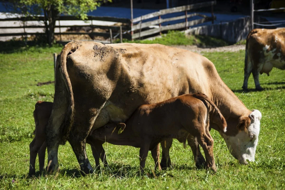 Udover de førnævnte aftaler om merpris i England har Arla også lanceret et nyt bæredygtighedsprogram, Customer Sustainability Programme, hvor kunderne kan bidrage til specifikke initiativer på gårdene og derved hjælpe direkte til at reducere Arlas udledninger. Arkivfoto