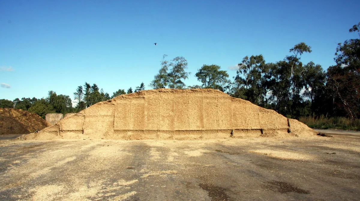 Udbyttet og kvaliteten af majsensilage i Danmark er generelt god, og blandt udenlandske ensileringskyndige er de danske kvægbrugere, ifølge DLG, kendt for god ensileringspraksis. Arkivfoto: Tenna Bang