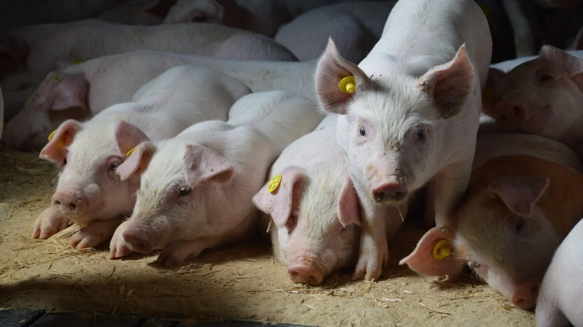 I en almindelig foderblanding vil proteinindholdet pr. FE stige med 8-10 gram, hvilket kan være det, som får smågrisene til at vælte. 