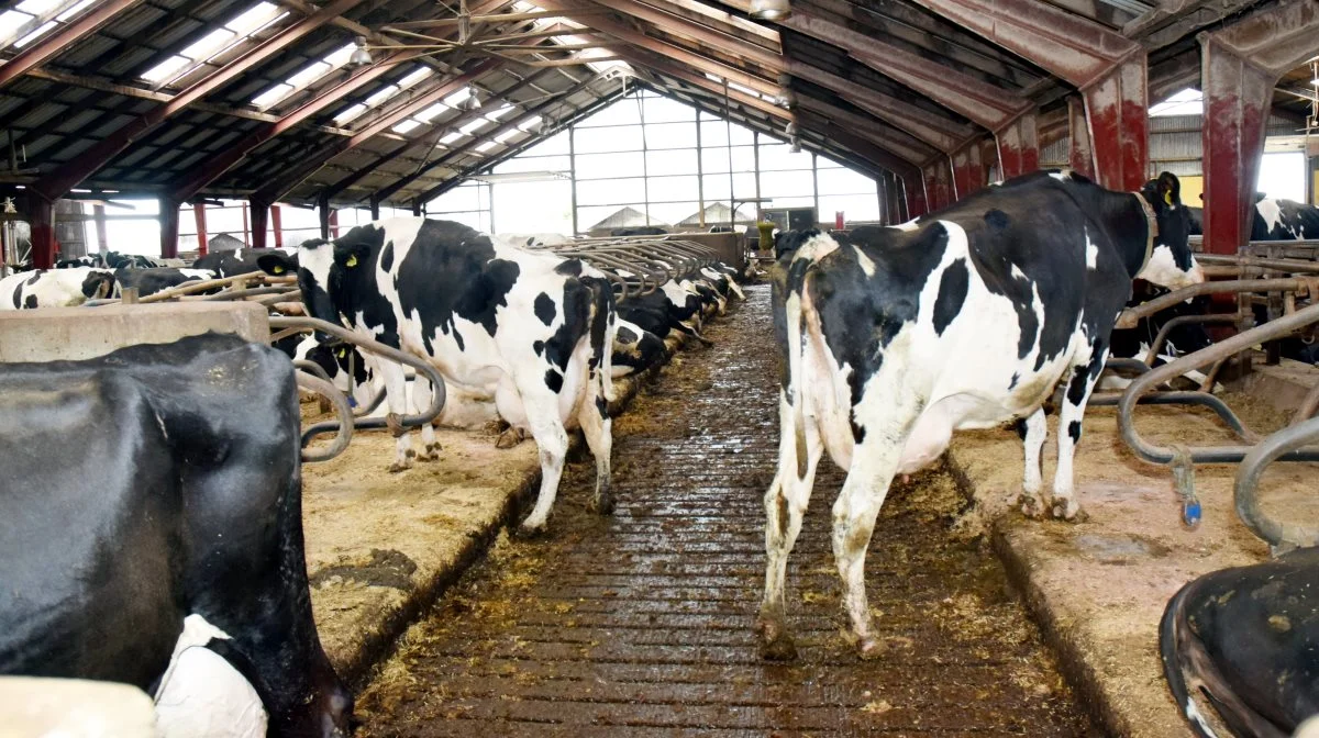 En afgift baseret på kg gødning pr. opholdsdag - kombineret med en støtteordning til ombygning af staldene, så udslusning en eller flere gange pr. dag er muligt - vil virkelig batte i CO2-regnskabet, skriver Anker Jacobsen. Arkivfoto