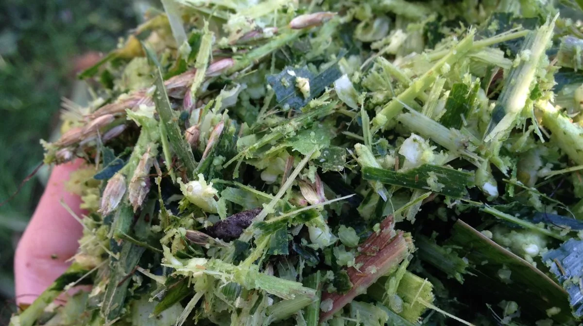 Mange melder om store udbytter i majsen, men ifølge Ida Ringgaard skal man huske på, at hvis planten er med saftspind, er der masser af vand i den. Og kolben er forsvindende lille.