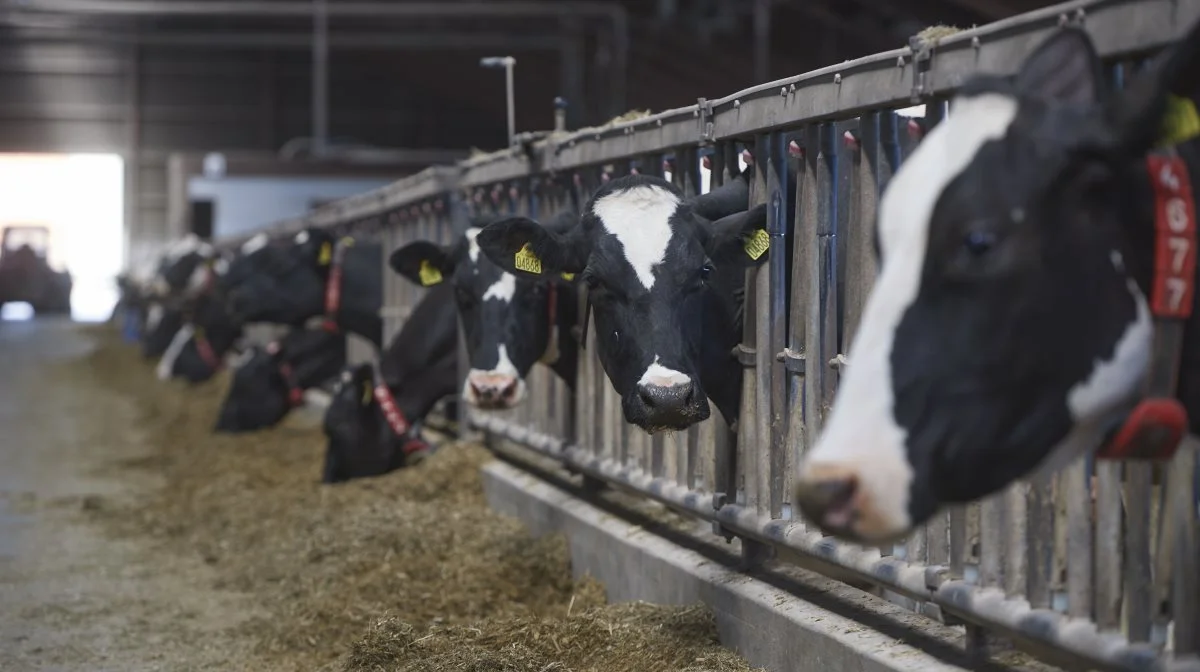 Aktiv klimaindsats og effektiv mælkeproduktion går hånd i hånd i Danmark, og der er ifølge produktchef Jesper Madsen fra Vilomix stadig mulighed for endnu flere forbedringer på bedrifterne. Fotos: Vilomix