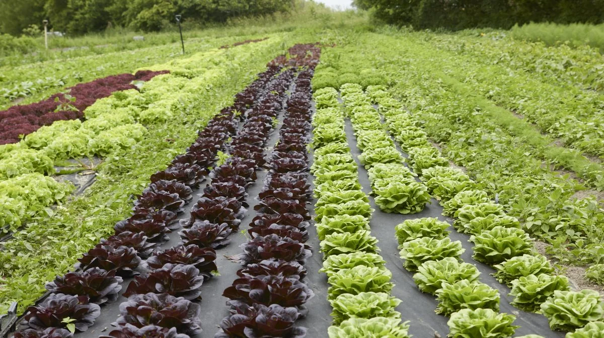 Naturbruget Tranum er et eksempel på ildsjæle, der laver danskproducerede grøntsager. Netop bæredygtige, lokalproducerede grøntsager fremhæves af Familielandbruget som noget, der imødekommer forbrugernes ønsker, og som er med til at fastholde aktivitet i de små lokalsamfund. Billedet er fra en anden, mindre ejendom. Arkivfoto