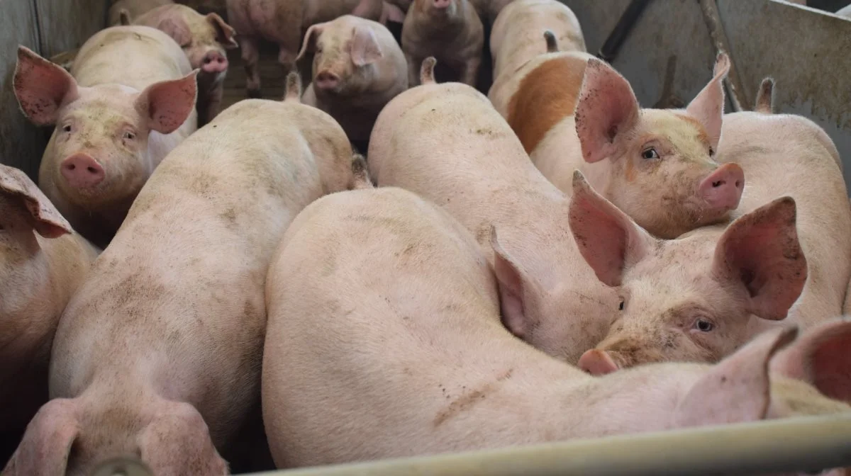 Danske svineproducenter er blandt de dygtigste i verden. Alligevel får danske landmænd den laveste pris i Europa per kilo. Arkivfoto: Anne Wolfenberg