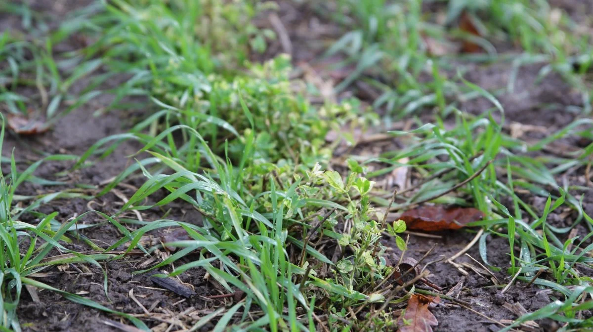 Andenårs living mulch-mark, med direkte sået hvede. 