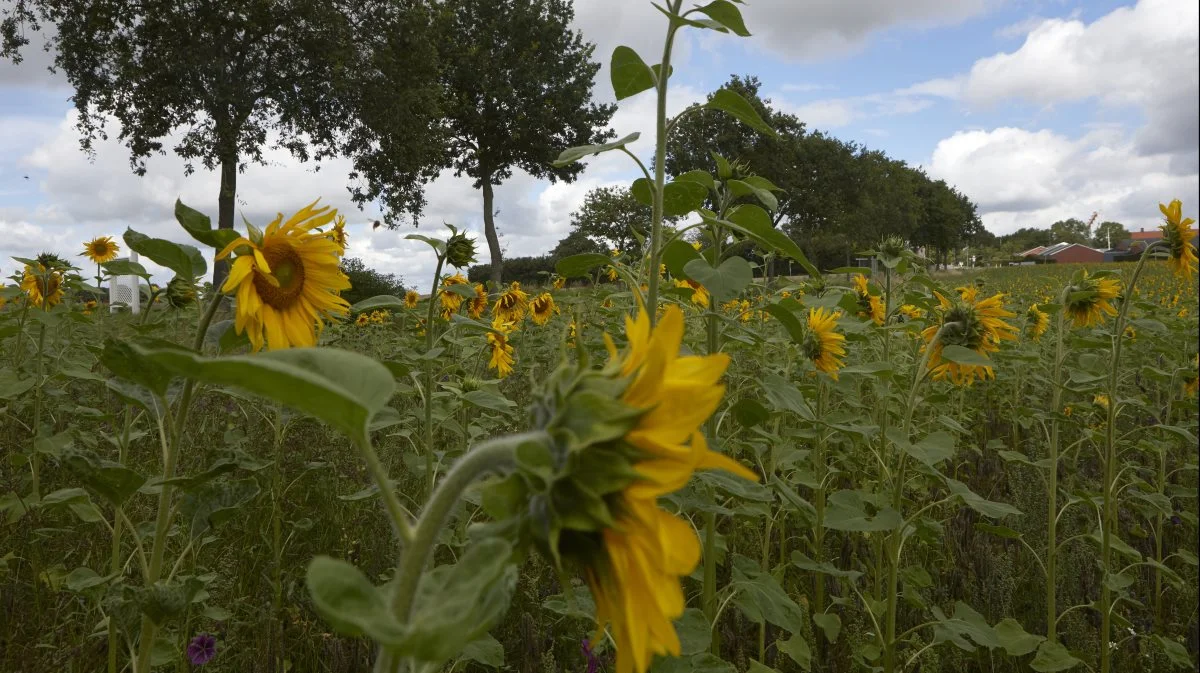 Blomster- og bestøverbrak kommer formentlig til at udløse 1.500 kroner mere pr. hektar i 2024. Arkivfoto: Erik Hansen