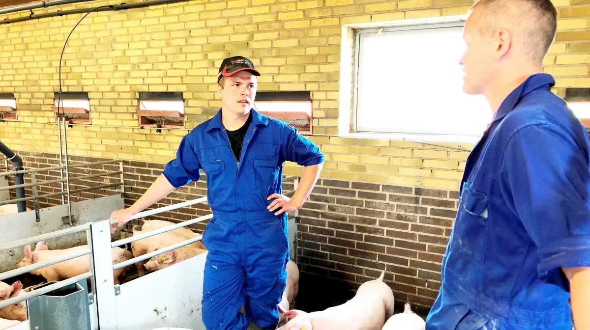 Casper Bech Poulsen har arbejdet med grise i mange år. Billedet her stammer fra 2019, hvor Årets Unge Landmand 2023 medvirkede i et projekt omkring fremtidens svinefoder sammen med Vestjyllands Andel. Arkivfoto