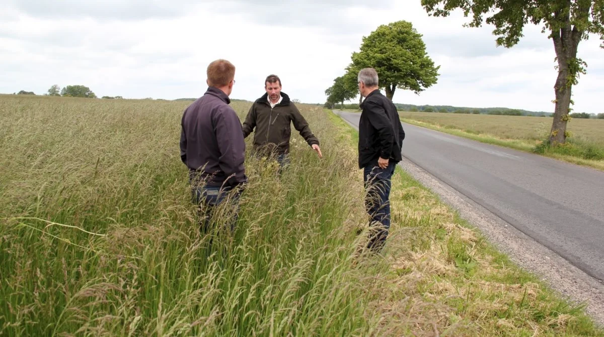 Den tidligere IPM-vært Lars Korsholm vil slå en meter rundt om sin strandsvingelmark for at forbygge spredning af ukrudtsgræs fra vejgrøften. Det er et eksempel på praktisk IPM. Arkivfoto