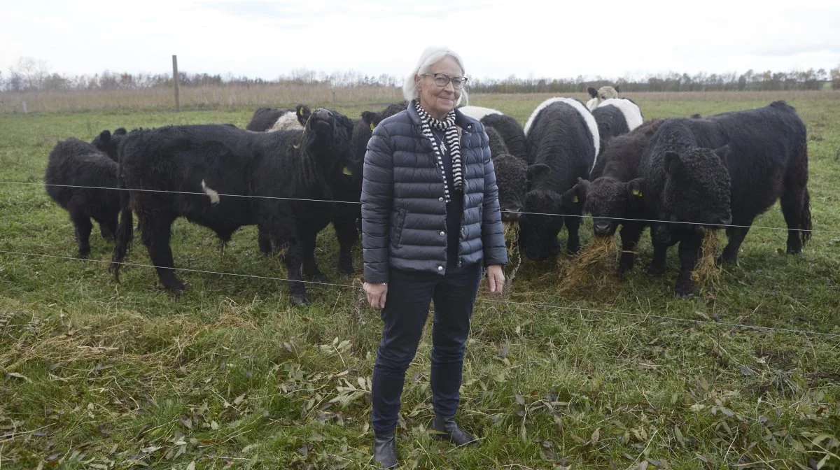 Jytte Schaldemose, der i ni år var formand for Fynsk Kødkvæg, fik på sidste uges årsmøde i Fynsk Kvæg tildelt H.B. Kochs Legat. Bag hende nogle af tyrekalvene i besætningen, hvor 75 gallowaydyr afgræsser omkring 200 hektar naturarealer. Fotos: Erik Hansen
