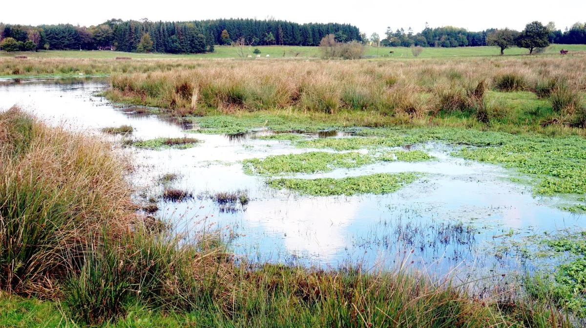 Den nye naturgenopretningslov vil kræve en større naturindsats hos de 27 medlemsstater, blandt andet i forhold til at etablere vådområder og minivådområder. Arkivfoto