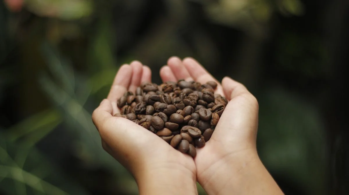 Det meste kaffe på verdensplan produceres i såkaldte monokulturer, hvilket kræver et stort brug af pesticider. Det vil initiativtagerne i GrowGrounds gøre op med. Arkivfoto