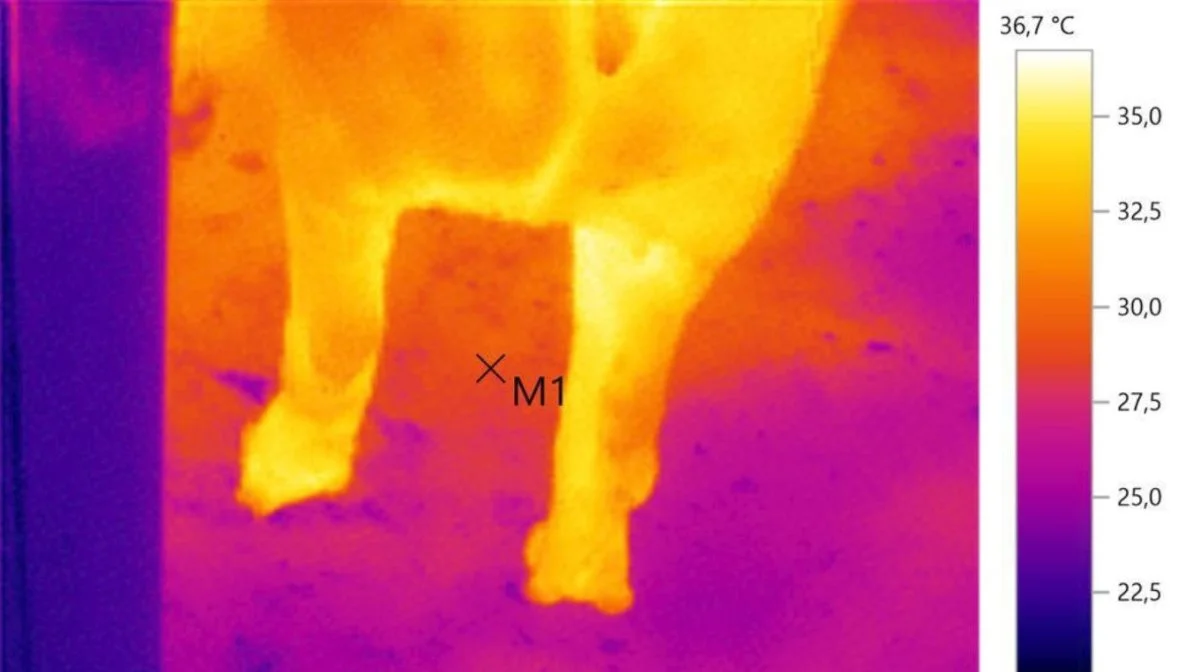 Termografi kommer også til sin ret, hvis dyrlægen vil undersøge om eksempelvis halthed hos en so skyldes infektion.