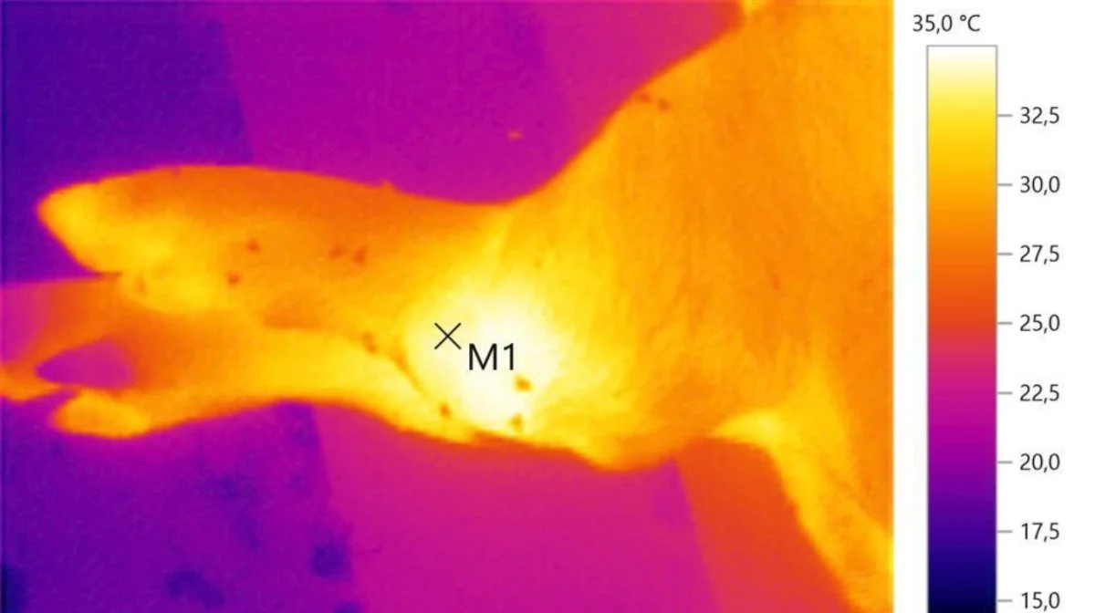 Varmen i et hævet ben visualiseres her med termografi og bekræfter, at skaden kræver medicinsk behandling.