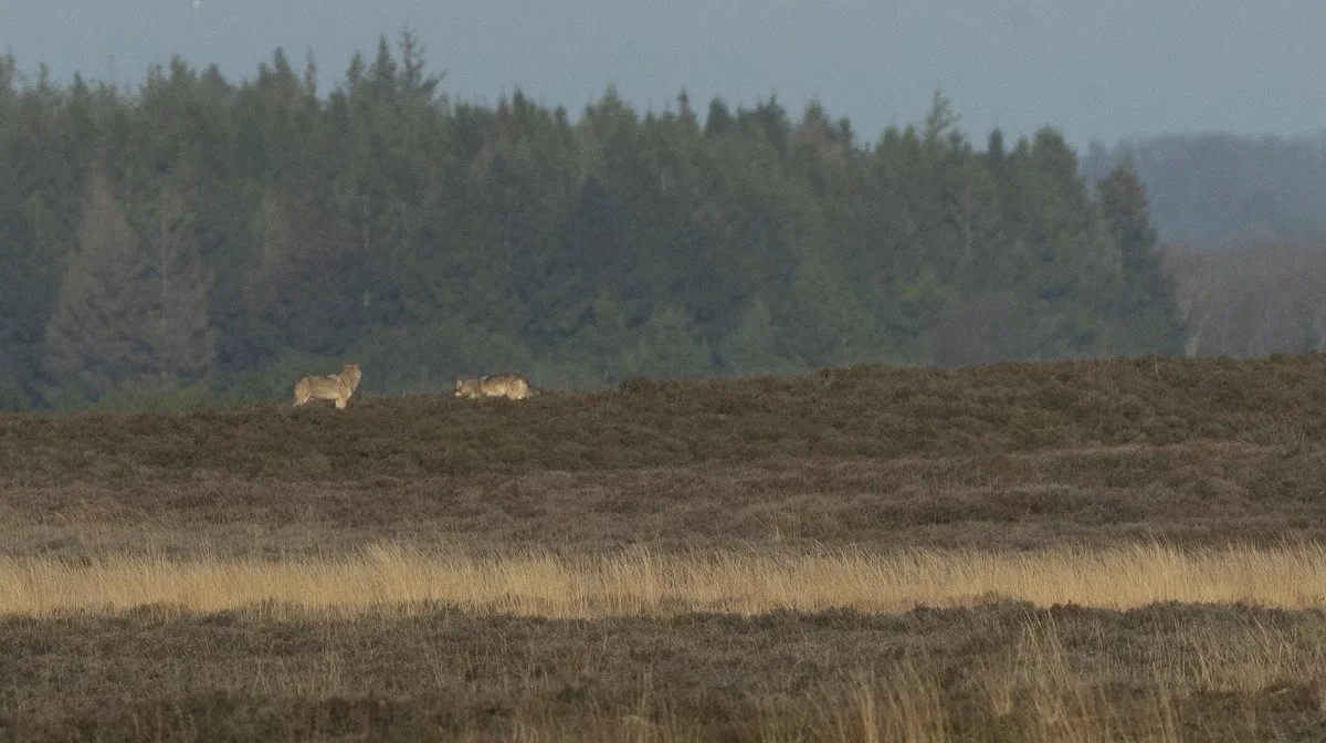 I 2024 vil det være mere sandsynligt, at man kan se ulve i Midt- og Vestjylland. Arkivfoto: Naturhistorisk Museum Aarhus