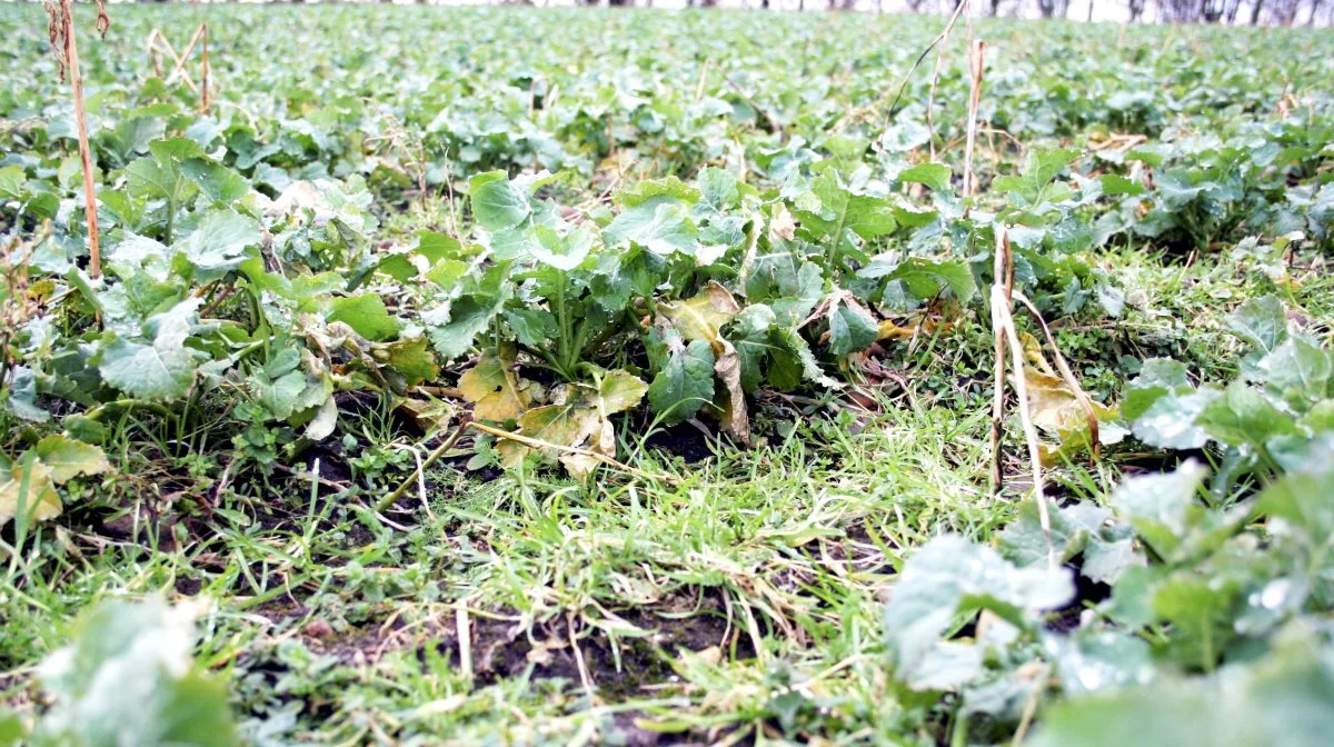 - Især for de hidsige græsukrudtsarter som agerrævehale, væselhale og rajgræs falder effekten væsentligt, hvis ukrudtet bliver for stort, påpeger Agrovi. Arkivfoto