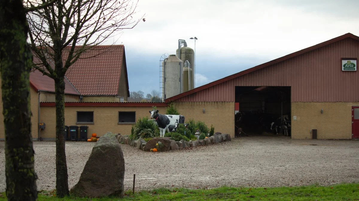 Der er 675 stykker malkekvæg på Christiansborg af Dansk Holstein-racen. I fri handel ville gården formentlig koste et trecifret millionbeløb.