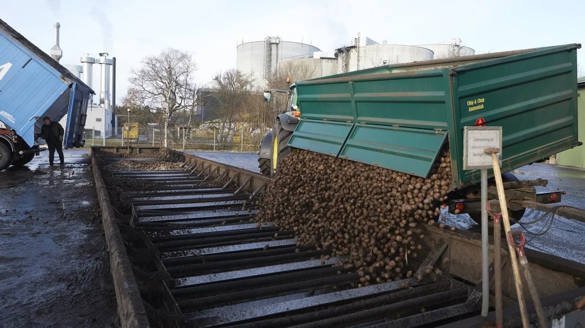 Danske kartoffelstivelsesfabrikker findes i dag kun i Jylland, men det kan der måske blive ændret på. For nylig var der informationsmøde om nye planer med at etablere en kartoffelstivelsesfabrik på Nordfalster. Foto: Erik Hansen