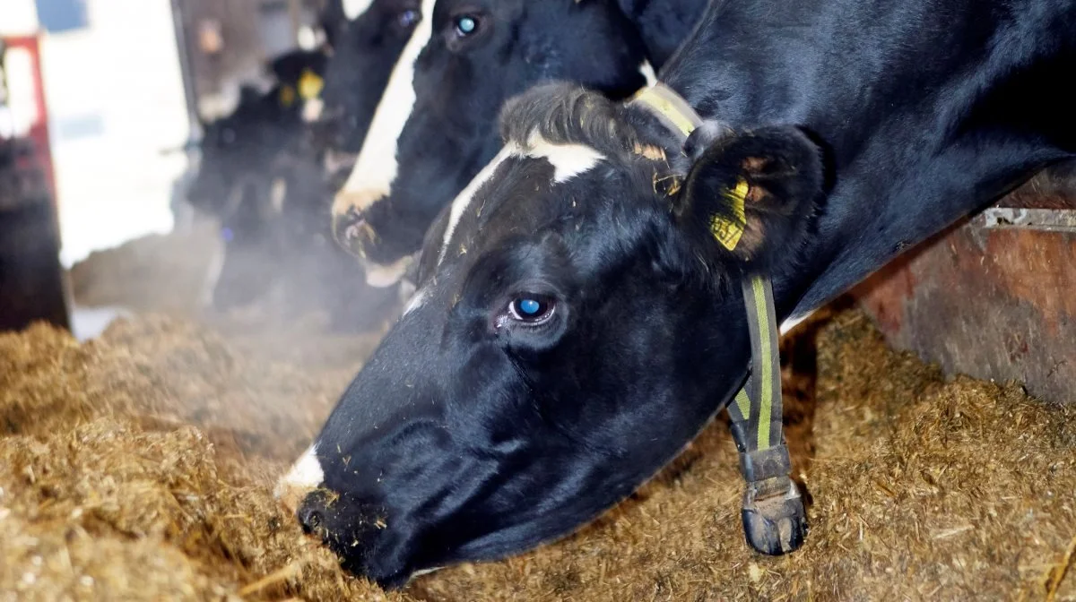 Alt udstyr eller services, som måler og vejer på input, output og performance i produktionen genererer data. Seges Innovation nævner, at det blandt andet gælder foderblanderen, malkesystemet, aktivitetsmålere, ydelseskontrollen og tankbilen. Arkivfoto