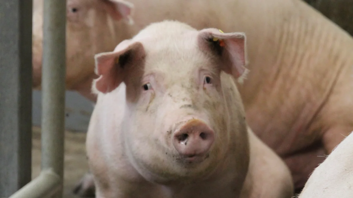 Danish Pig Genetics har valgt at tage udfordringen med sodødeligheden op ved at fokusere på sundhed, moderegenskaber og styrke i udvælgelsen af avlsdyr gennem de seneste fem år. Arkivfoto: Henriette Lemvig