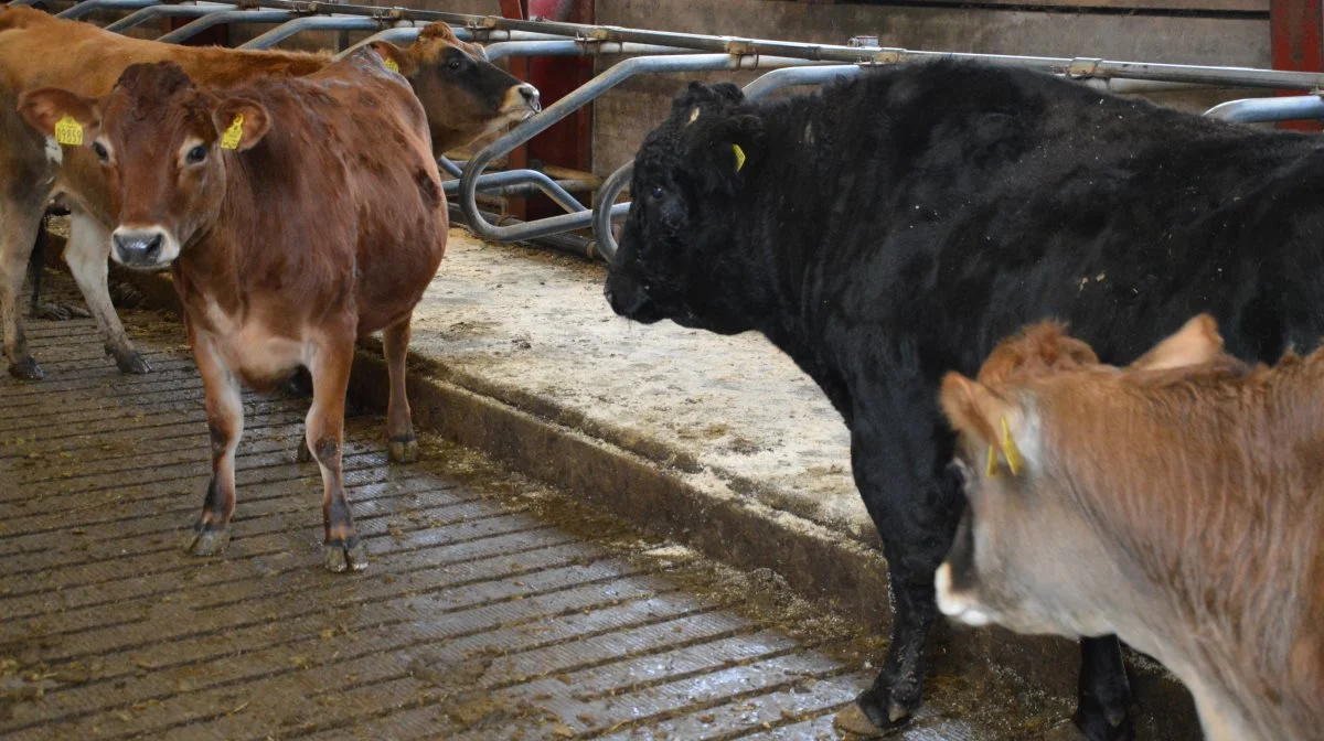 Bedriftens wagyu-tyr tager sig af omløberkvier.