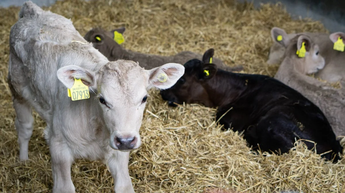 Ifølge specialkonsulent Nina Kloster, Seges Innovation, anerkender flere og flere det vigtige samarbejde, der er imellem slagtekalveproducenten og mælkeproducenten. Arkivfoto: Morten Ipsen