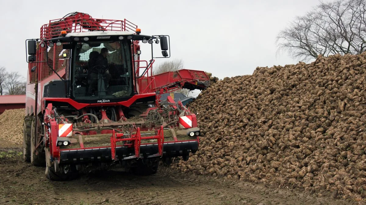 Udbyttet for 2023-sæsonen vil nok lande i nærheden af fem års-gennemsnittet. Foto: DLF Beet Seed 