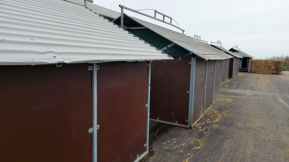 Kalvehytterne skal af miljømæssige hensyn flyttes 50 meter hvert år.