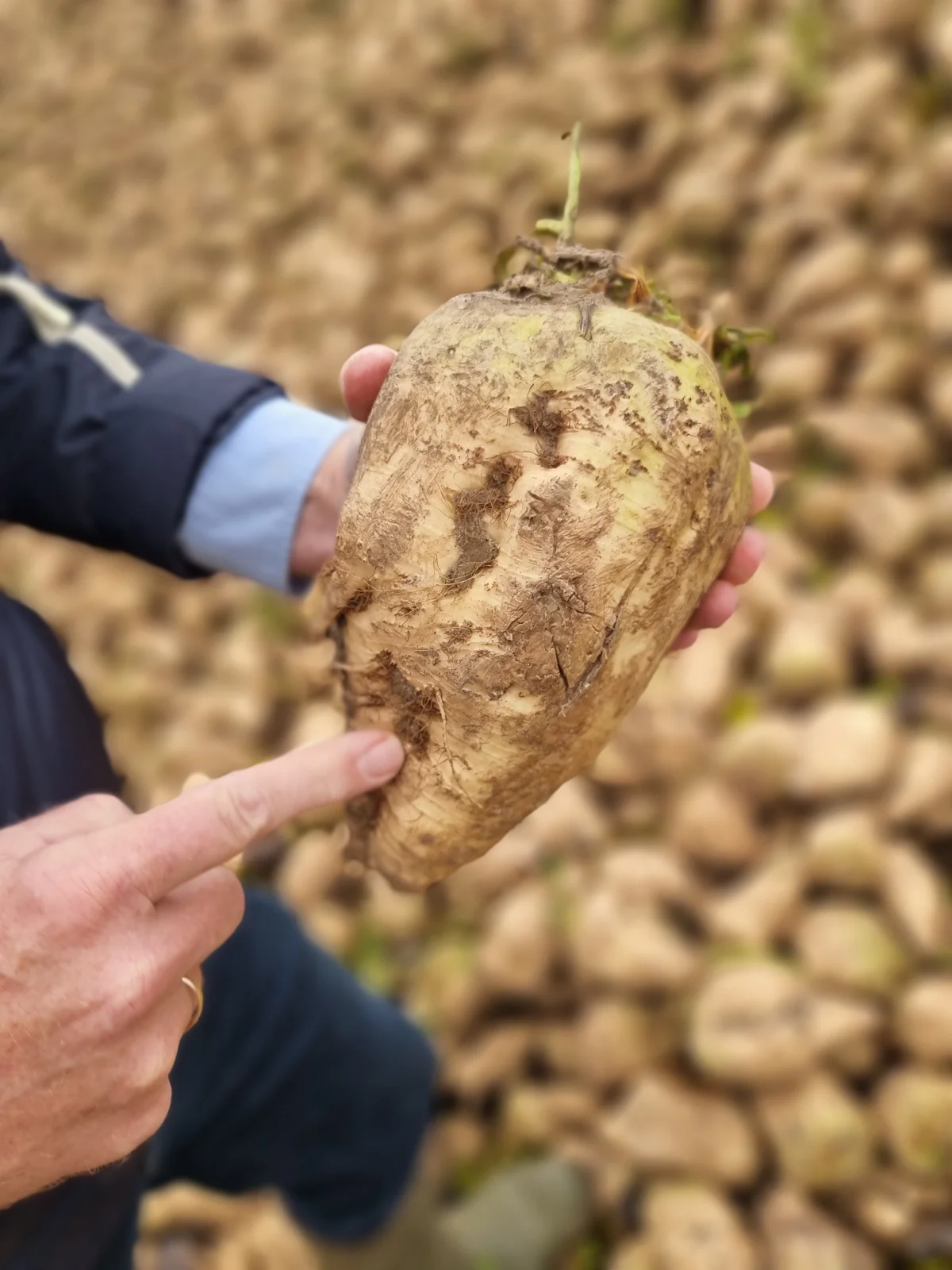 Som noget nyt har Nordic Beet Research oprettet penetrometer-kategorien, der indikerer, hvor gode roerne er til oplagring i kule. Foto: Anders Lei