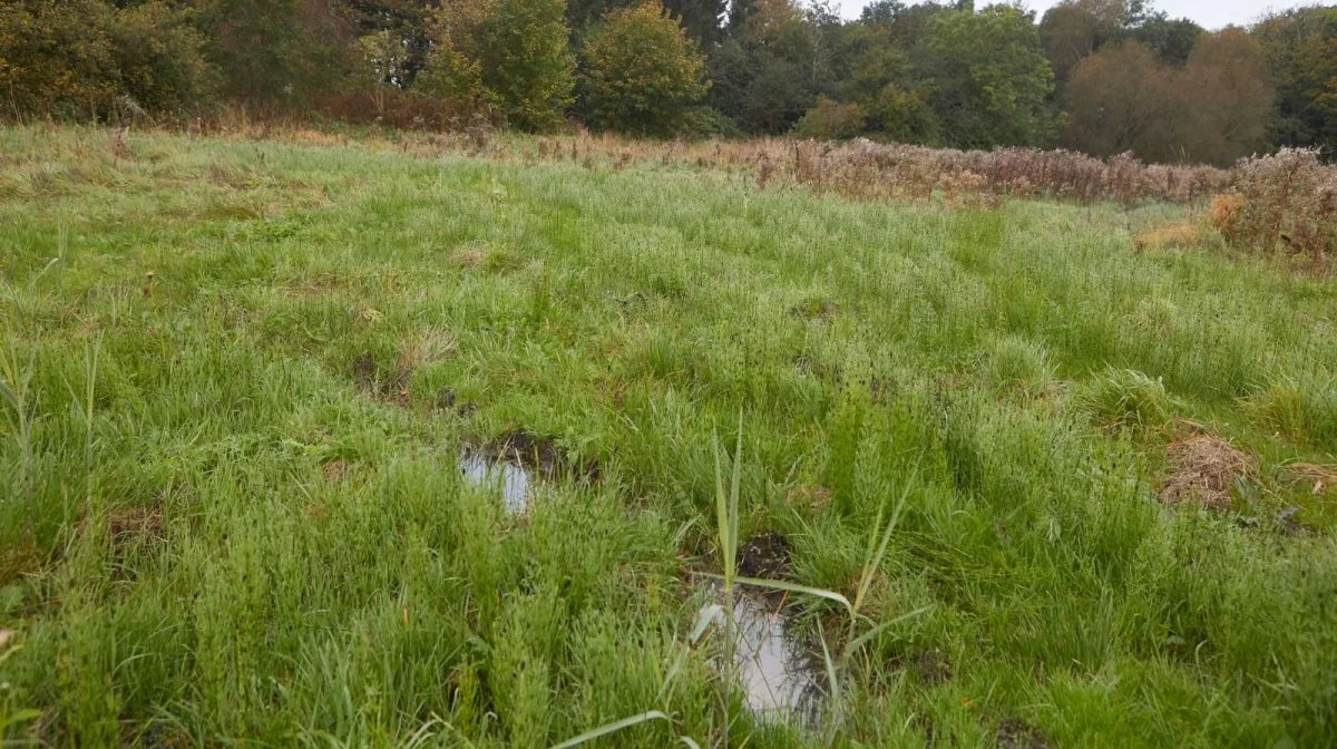 Rammen skal blandt andet anvendes til tiltag, der støtter op om realiseringen af de aftalte reduktioner i kvælstofudledning eller på anden måde bidrager til forbedringer af vandmiljøet. Akutpakken skal mindske hindringer og øge brugen af kollektive virkemidler, herunder allerede igangværende initiativer som udtagning af landbrugsjord. Arkivfoto: Erik Hansen