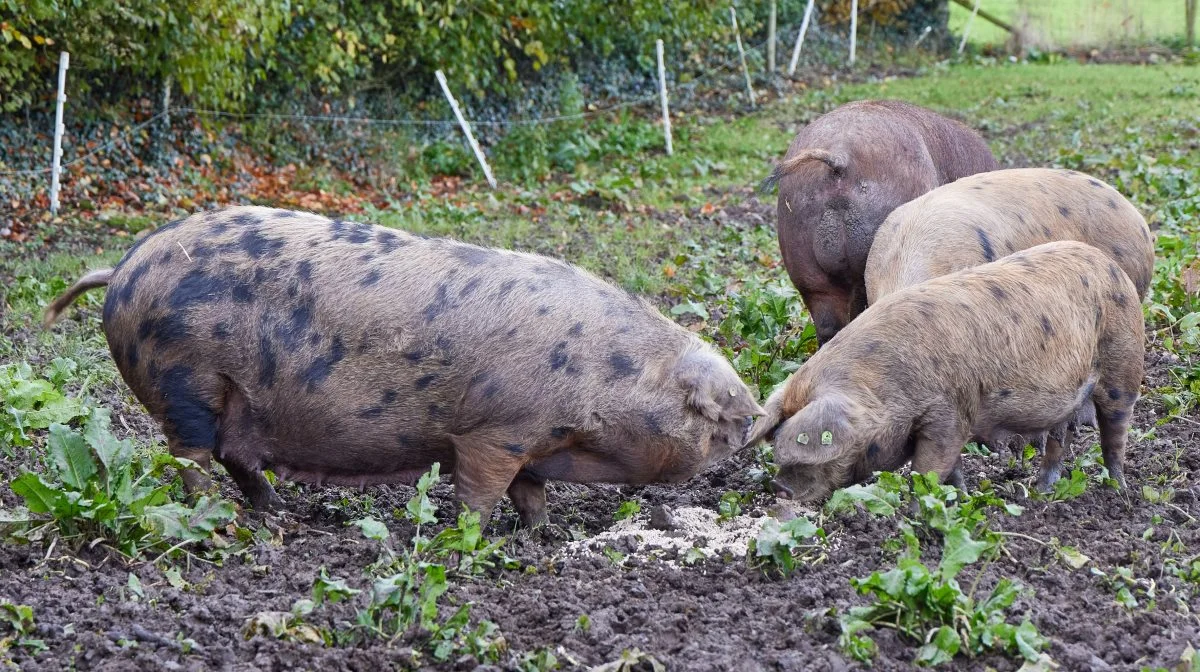 En orne, der vejer cirka 600 kg, sørger for løbning af gårdens søer.