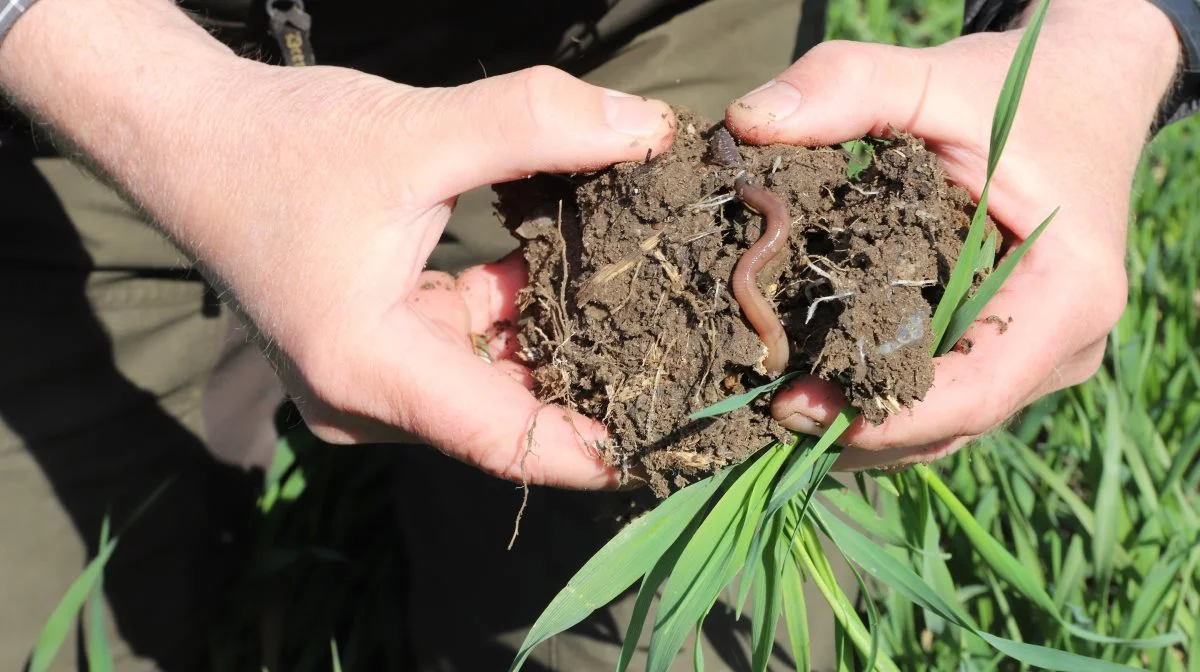 Der er et stort klimapotentiale i landbrugsjord, hvis den drives efter principperne i conservation agriculture. Det er budskabet fra FRDK på baggrund af en ny rapport, foreningen har udarbejdet. Foto: FRDK