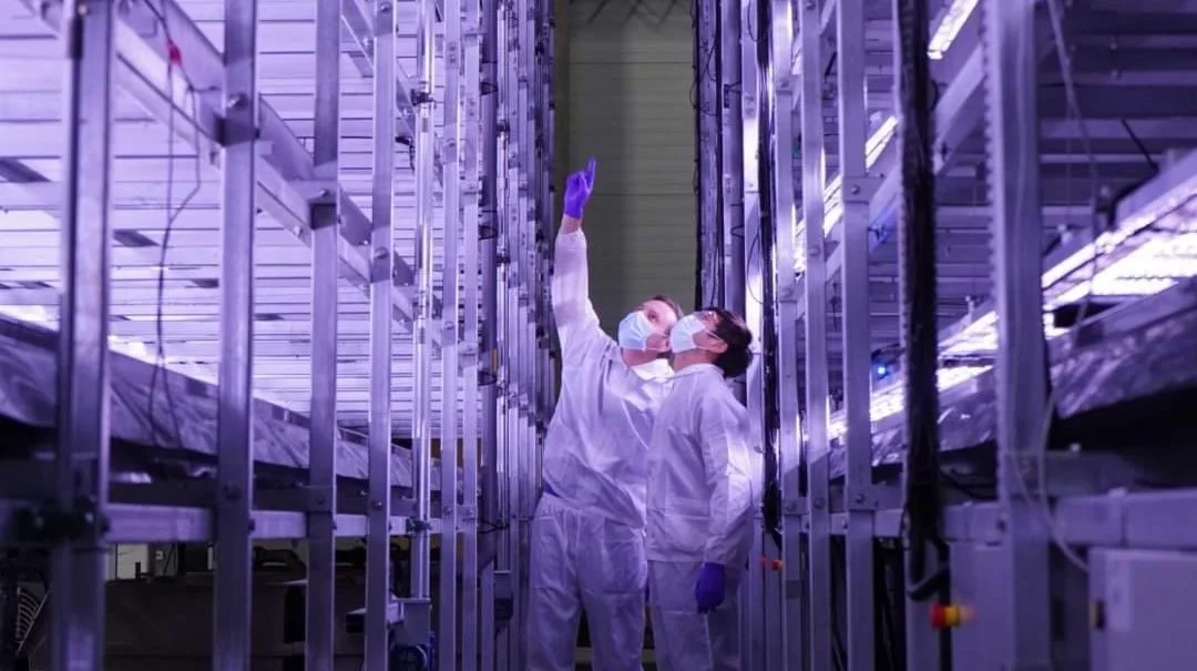Vertikalt landbrug kan være en af nøglerne til at løse de udfordringer, som jordklodens befolkningstilvækst giver for fødevareproduktionen. Billedet her stammer fra Nordic Harvest. Arkivfoto
