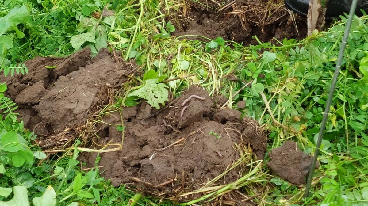 Man skal fodre sine regnorme og undgå at bearbejde jorden mere end nødvendigt. Ormegangene er nemlig med til at skabe naturlig afdræning. Arkivfoto