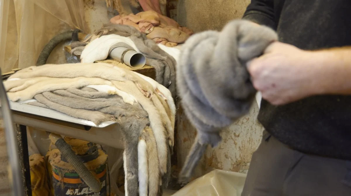 - Det var jo danske gener, dansk foder og dansk pasning, så det er måske ikke så overraskende, siger Martin Korsbæk om kvaliteten af skindene, som han forventer ligger over gennemsnittet. Foto: Tenna Bang