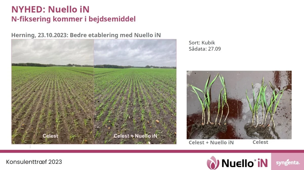 Ligesom flere andre biostimulanter kan Nuello iN hjælpe afgrøder med at fiksere luftens kvælstof, men som noget særligt er det som bejdsemiddel på udsæden.