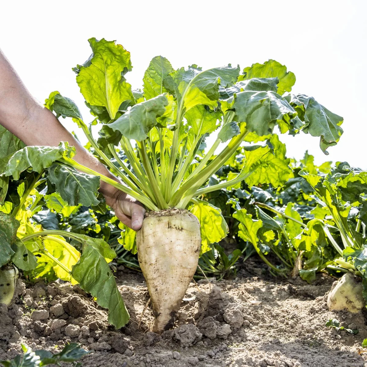 DLF har gennem mange år haft et samarbejde med Florimond Desprez omkring ejerskabet af Danespo samt Magno Seeds, der er selskabets roeforretning i Nordamerika. DLF overtog for nogle år siden Florimond Desprez’s sorter og forædlingsprogram i lucerne. Foto: DLF