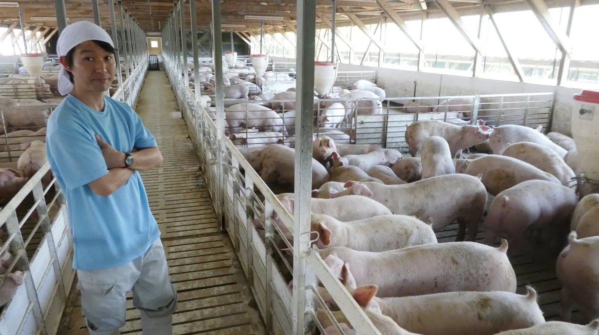 De danske landmænd besøgte en stor, japansk svineproducent (Hokkaido central Farm) med 6.000 søer og årligt produktion af 240.000 slagtesvin. De havde eget slagteri med i alt syv enheder. Foto er fra en tilsvarende stor japansk svinefarm, som Effektivt Landbrug tidligere har besøgt. 